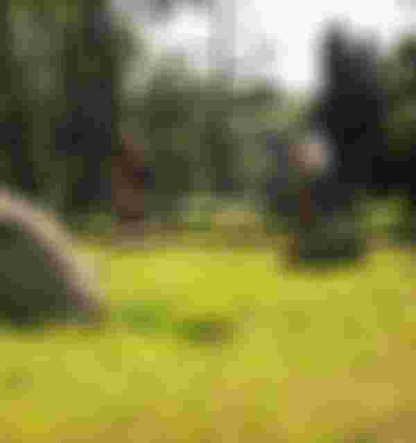 Two people are riding bicycles on a sunny forest path, surrounded by lush green trees and rocks.