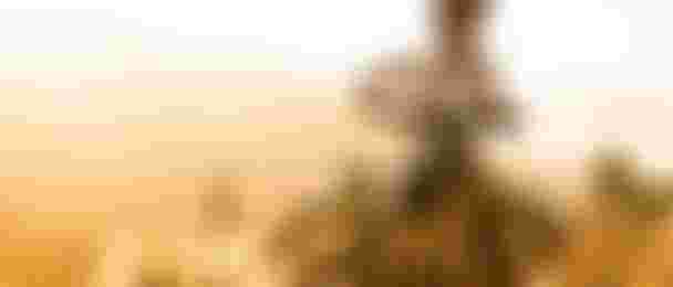 _DSC3652_photo_BartekWolinski_Orange