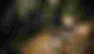 sqlab.simple.stage.mtb.SNRG0859-Verbessert-RR_bear