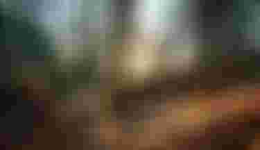 sqlabsimplestagemtbmadeira2025byUrsGolling0114