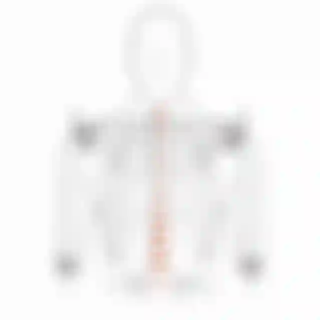 sqlab-anatomie-schulterbreite-dropbar-lenker