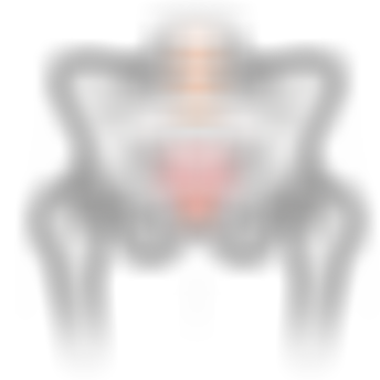 sqlabergonomiebeckenanatomiemannvorneProstataFRONT