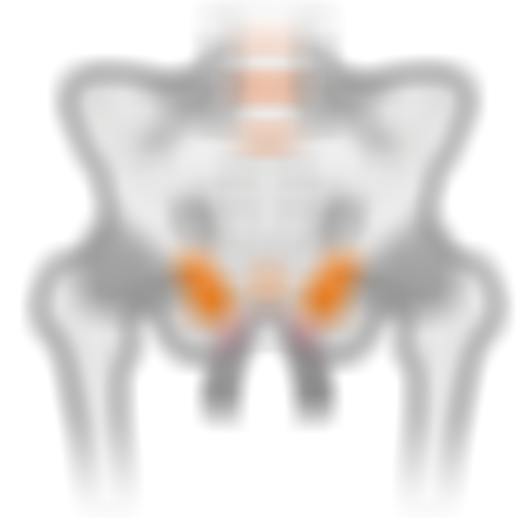 sqlabergonomiebeckenanatomiemannvorneSattelRandomschmerzpfeile2FRONT